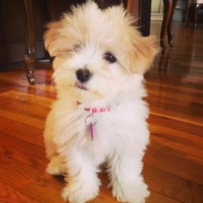 Havanese Price in Surat | Havanese Puppies for sale in Surat