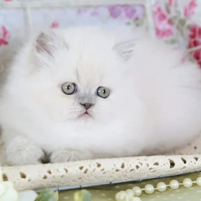 Himalayan cat Price in Bangalore | Himalayan cats for sale in Bangalore