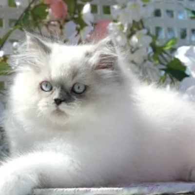 Himalayan cat Price in Bangalore | Himalayan cats for sale in Bangalore