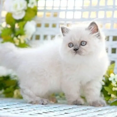 Himalayan cat Price in Bangalore | Himalayan cats for sale in Bangalore