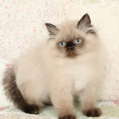 Himalayan cat Price in Bangalore | Himalayan cats for sale in Bangalore
