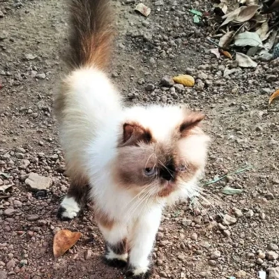 Himalayan cat Price in Bangalore | Himalayan cats for sale in Bangalore