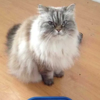 Himalayan cat Price in Bangalore | Himalayan cats for sale in Bangalore