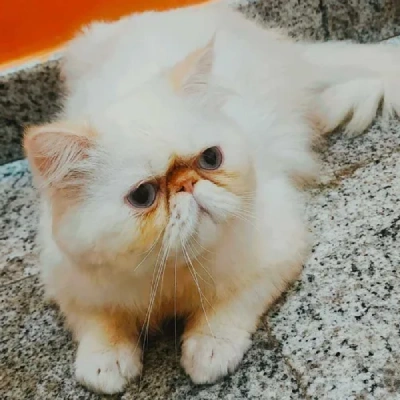 Himalayan cat Price in Bangalore | Himalayan cats for sale in Bangalore