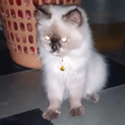 Himalayan cat Price in Bangalore | Himalayan cats for sale in Bangalore