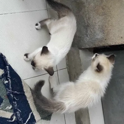 Himalayan cat Price in Bangalore | Himalayan cats for sale in Bangalore