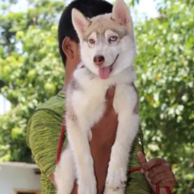 Siberian Husky Price in Delhi | Siberian Husky Puppies for sale in Delhi