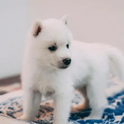 Siberian Husky Price in Delhi | Siberian Husky Puppies for sale in Delhi