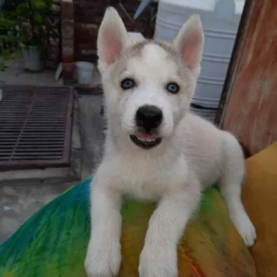 Siberian Husky Price in Nashik | Siberian Husky Puppies for sale in Nashik