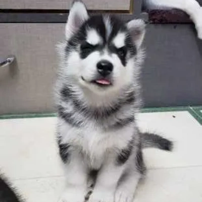 Siberian Husky Price in Mumbai | Siberian Husky Puppies for sale in Mumbai