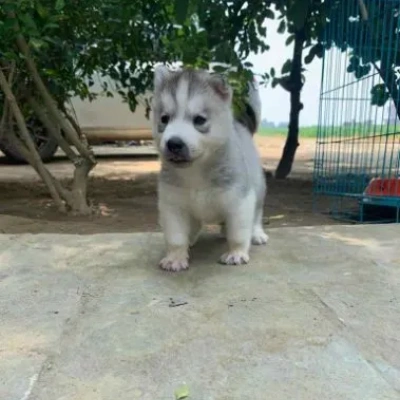 Siberian Husky Price in Gurgaon | Siberian Husky Puppies for sale in Gurgaon