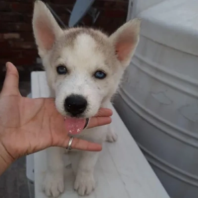 Siberian Husky Price in Gurgaon | Siberian Husky Puppies for sale in Gurgaon