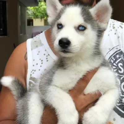 Siberian Husky Price in Nashik | Siberian Husky Puppies for sale in Nashik