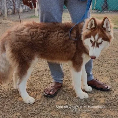 Siberian Husky Price in Mumbai | Siberian Husky Puppies for sale in Mumbai