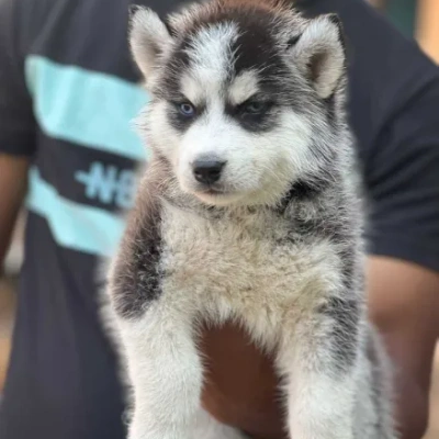 Siberian Husky Price in Delhi | Siberian Husky Puppies for sale in Delhi