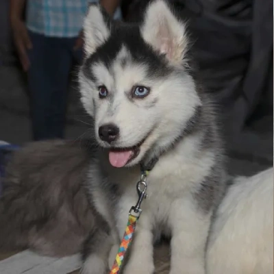 Siberian Husky Price in Nashik | Siberian Husky Puppies for sale in Nashik