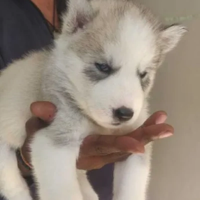 Siberian Husky Price in Delhi | Siberian Husky Puppies for sale in Delhi