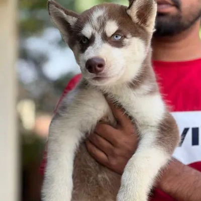 Siberian Husky Price in Mumbai | Siberian Husky Puppies for sale in Mumbai