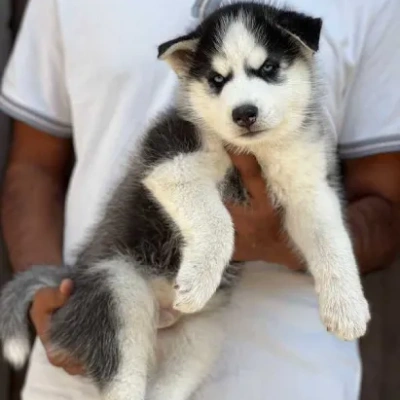 Siberian Husky Price in Nashik | Siberian Husky Puppies for sale in Nashik