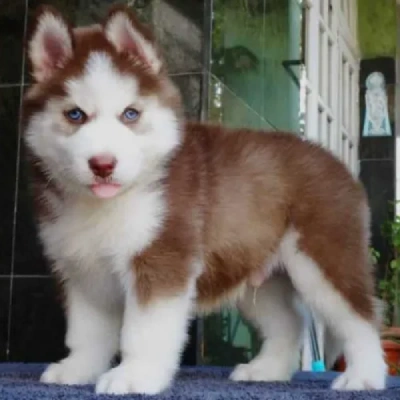 Siberian Husky Price in Delhi | Siberian Husky Puppies for sale in Delhi