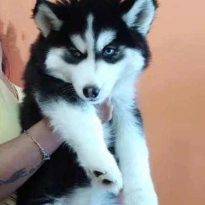 Siberian Husky Price in Surat | Siberian Husky Puppies for sale in Surat