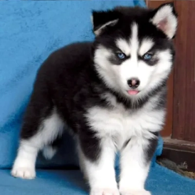 Siberian Husky Price in Nashik | Siberian Husky Puppies for sale in Nashik