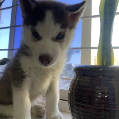 Siberian Husky Price in Delhi | Siberian Husky Puppies for sale in Delhi