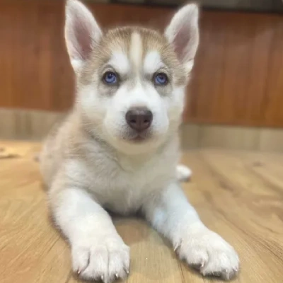 Siberian Husky Price in Delhi | Siberian Husky Puppies for sale in Delhi