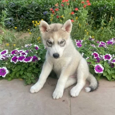 Siberian Husky Price in Mumbai | Siberian Husky Puppies for sale in Mumbai
