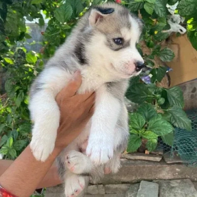 Siberian Husky Price in Visakhapatnam | Siberian Husky Puppies for sale in Visakhapatnam