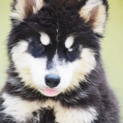 Siberian Husky Price in Delhi | Siberian Husky Puppies for sale in Delhi