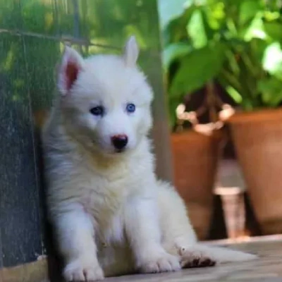 Siberian Husky Price in Nashik | Siberian Husky Puppies for sale in Nashik