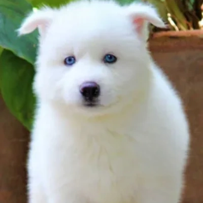 Siberian Husky Price in Gurgaon | Siberian Husky Puppies for sale in Gurgaon