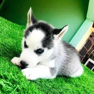 Siberian Husky Price in Nashik | Siberian Husky Puppies for sale in Nashik