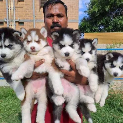 Siberian Husky Price in Delhi | Siberian Husky Puppies for sale in Delhi