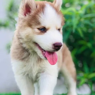 Siberian Husky Price in Mumbai | Siberian Husky Puppies for sale in Mumbai