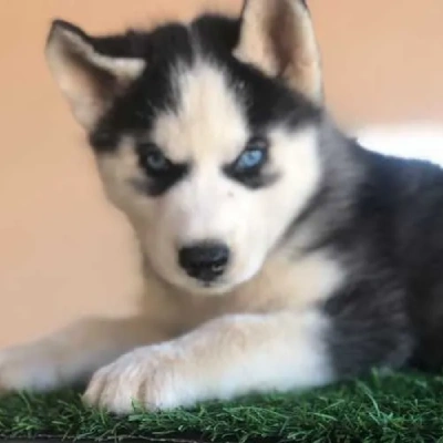 Siberian Husky Price in Gurgaon | Siberian Husky Puppies for sale in Gurgaon