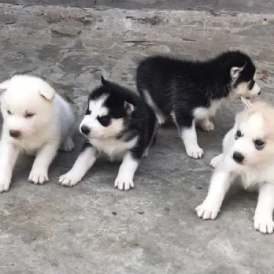 Siberian Husky Price in Delhi | Siberian Husky Puppies for sale in Delhi