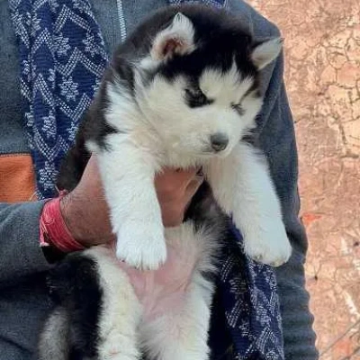 Siberian Husky Price in Delhi | Siberian Husky Puppies for sale in Delhi