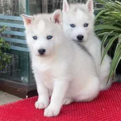Siberian Husky Price in Gurgaon | Siberian Husky Puppies for sale in Gurgaon
