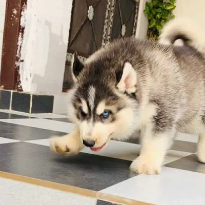 Siberian Husky Price in Delhi | Siberian Husky Puppies for sale in Delhi