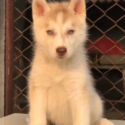 Siberian Husky Price in Nashik | Siberian Husky Puppies for sale in Nashik