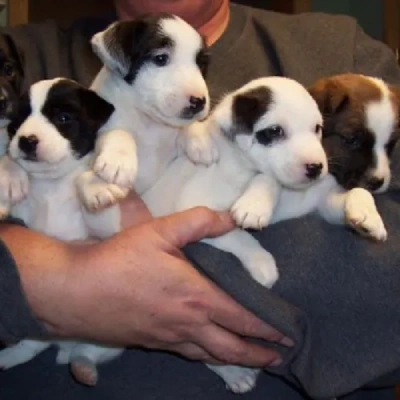 Jack Russell Terrier Price in Nashik | Jack Russell Terrier Puppies for sale in Nashik