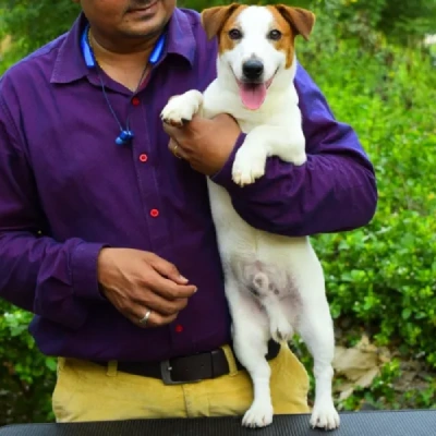 Jack Russell Terrier Price in Nashik | Jack Russell Terrier Puppies for sale in Nashik
