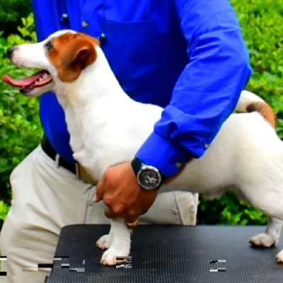 Jack Russell Terrier Price in Nashik | Jack Russell Terrier Puppies for sale in Nashik