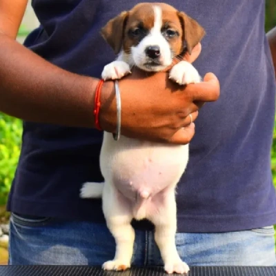 Jack Russell Terrier Price in Nashik | Jack Russell Terrier Puppies for sale in Nashik
