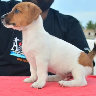 Jack Russell Terrier Price in Nashik | Jack Russell Terrier Puppies for sale in Nashik