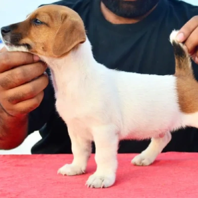 Jack Russell Terrier Price in Nashik | Jack Russell Terrier Puppies for sale in Nashik