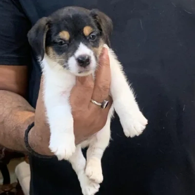 Jack Russell Terrier Price in Nashik | Jack Russell Terrier Puppies for sale in Nashik