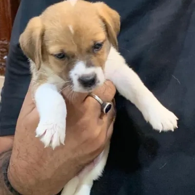 Jack Russell Terrier Price in Nashik | Jack Russell Terrier Puppies for sale in Nashik